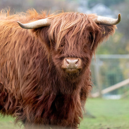 Adopt a Highland cow at Edinburgh Zoo and support the Royal Zoological Society of Scotland – your wildlife conservation charity. Choose an adoption package and help save the animals you love.