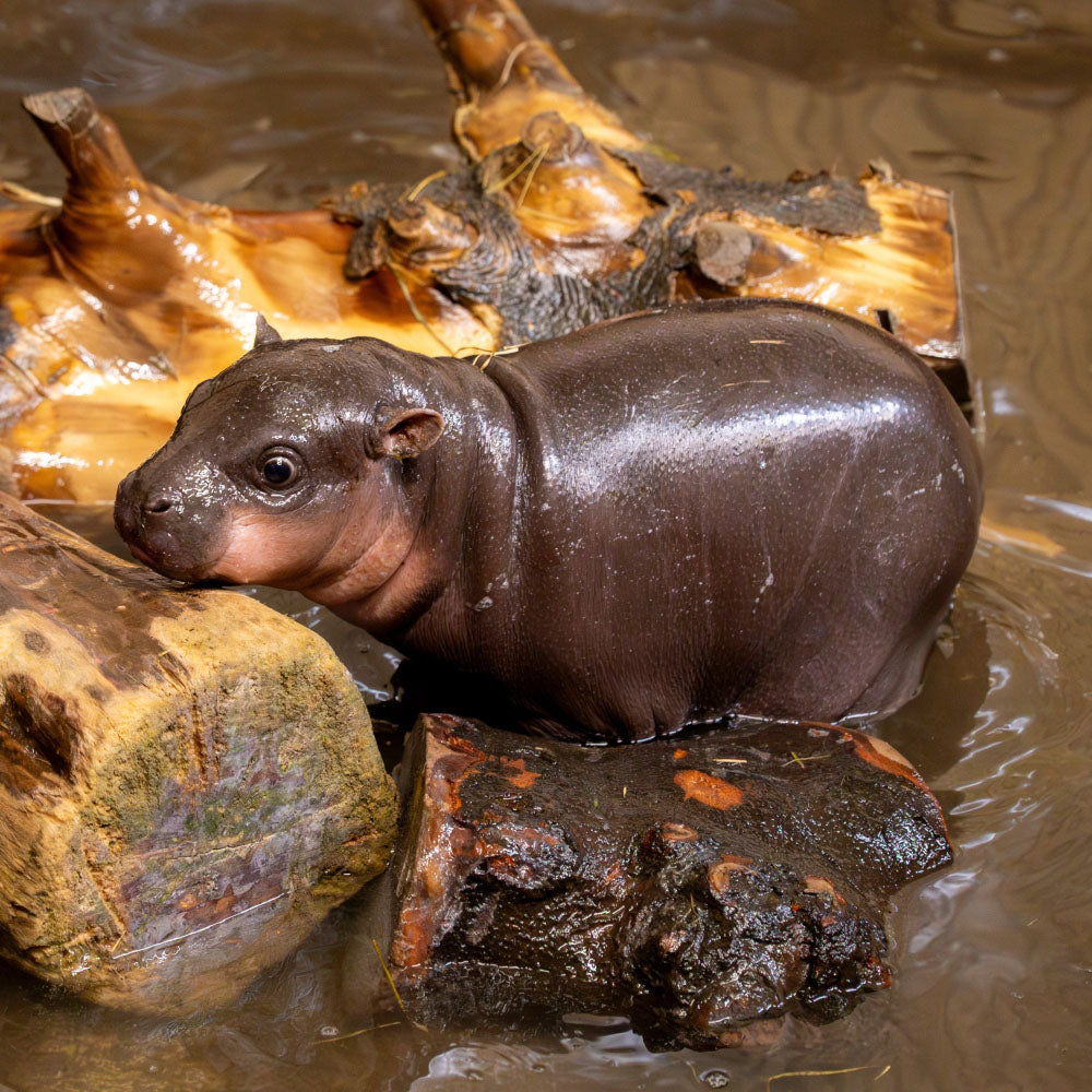 Adopt a pygmy hippopotamus at Edinburgh Zoo and support the Royal Zoological Society of Scotland – your wildlife conservation charity. Choose an adoption package and help save the animals you love.