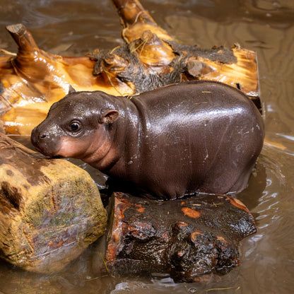 Adopt a pygmy hippopotamus at Edinburgh Zoo and support the Royal Zoological Society of Scotland – your wildlife conservation charity. Choose an adoption package and help save the animals you love.