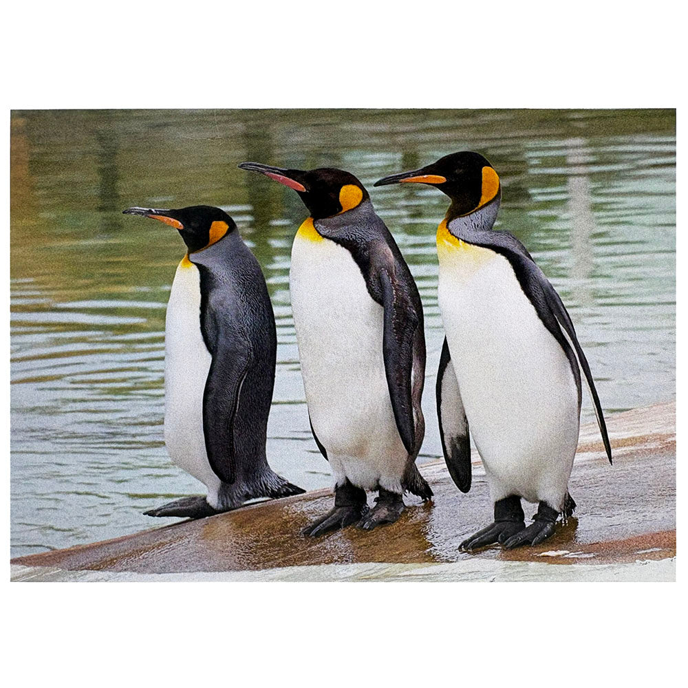 Edinburgh Zoo Peter Beattie King Penguins postcard