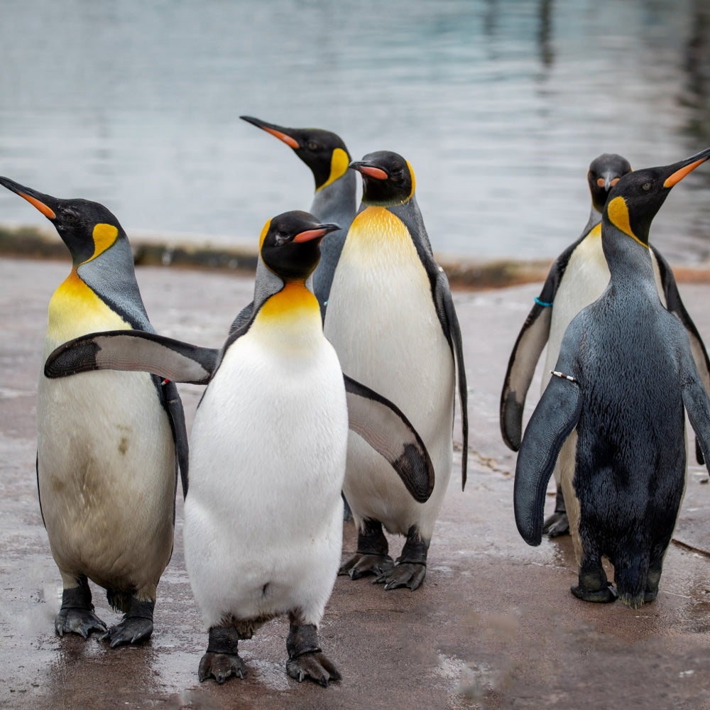 Adopt a king penguin at Edinburgh Zoo and support the Royal Zoological Society of Scotland – your wildlife conservation charity. Choose an adoption package and help save the animals you love.