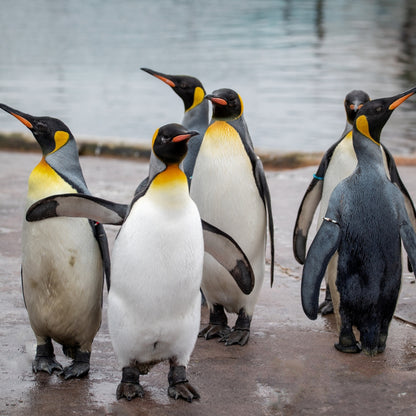 Adopt a king penguin at Edinburgh Zoo and support the Royal Zoological Society of Scotland – your wildlife conservation charity. Choose an adoption package and help save the animals you love.