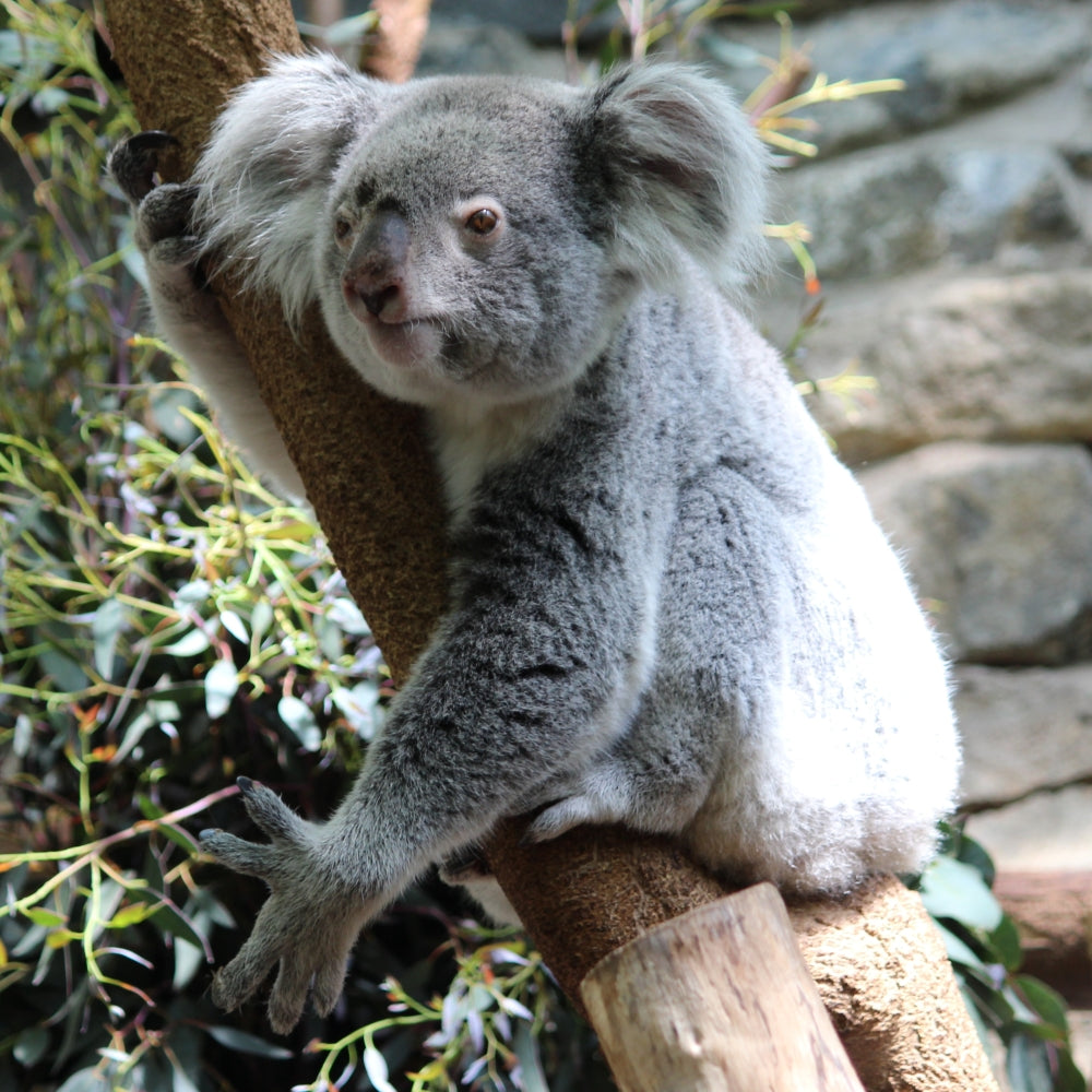 Adopt a koala at Edinburgh Zoo and support the Royal Zoological Society of Scotland – your wildlife conservation charity. Choose an adoption package and help save the animals you love.