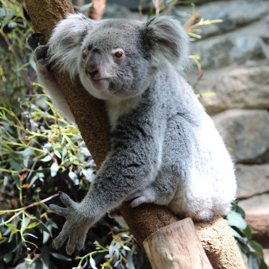 Adopt a koala at Edinburgh Zoo and support the Royal Zoological Society of Scotland – your wildlife conservation charity. Choose an adoption package and help save the animals you love.