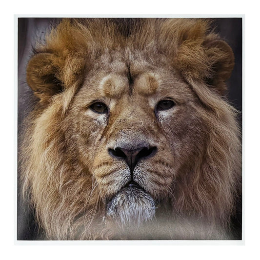 Lion photo print by Peter Beattie - 8 x 8