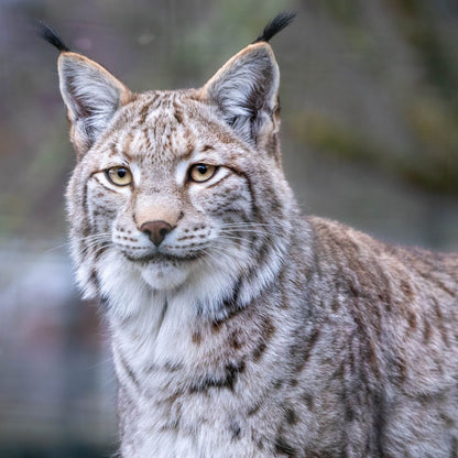 Adopt a Eurasian lynx at Highland Wildlife Park and support the Royal Zoological Society of Scotland – your wildlife conservation charity. Choose an adoption package and help save the animals you love.