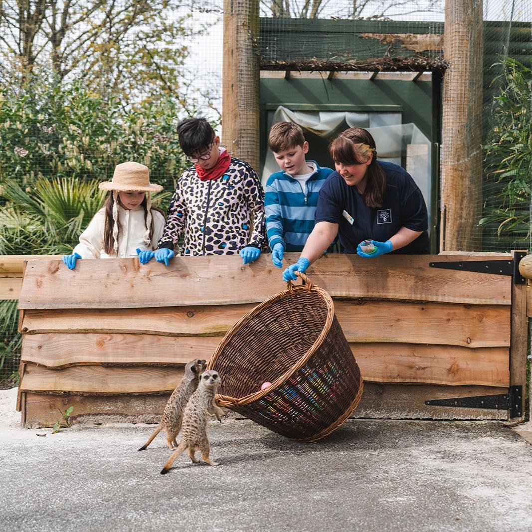 Meerkat Magic Moment (ages 8+)