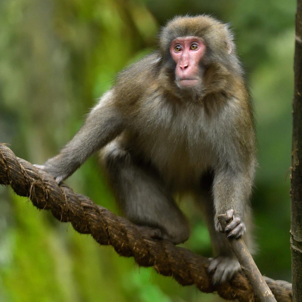 Adopt a Japanese macaque at Highland Wildlife Park and support the Royal Zoological Society of Scotland – your wildlife conservation charity. Choose an adoption package and help save the animals you love.