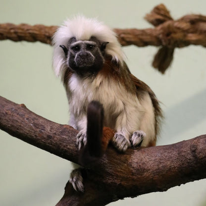 Adopt a cotton top tamarin at Edinburgh Zoo and support the Royal Zoological Society of Scotland – your wildlife conservation charity. Choose an adoption package and help save the animals you love.