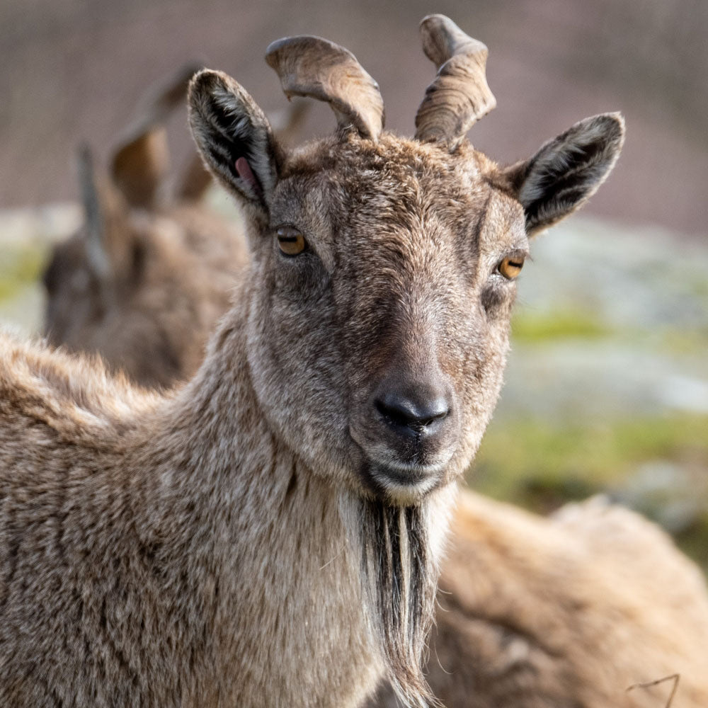 Adopt a Turkmenian markor at Highland Wildlife Park and support the Royal Zoological Society of Scotland – your wildlife conservation charity. Choose an adoption package and help save the animals you love.