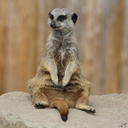 Adopt a meerkat at Edinburgh Zoo and support the Royal Zoological Society of Scotland – your wildlife conservation charity. Choose an adoption package and help save the animals you love.
