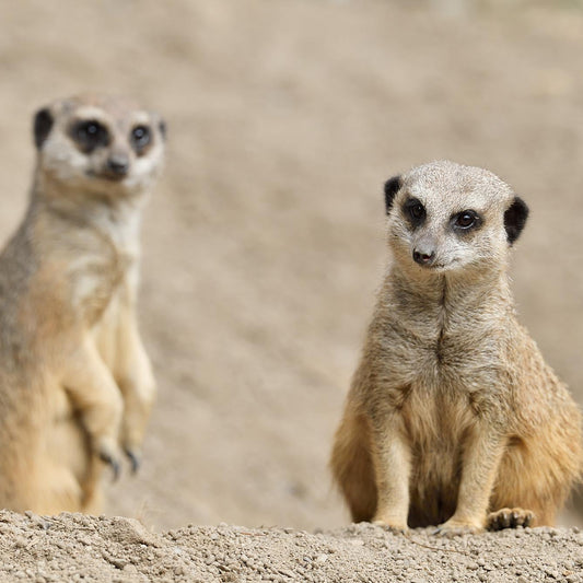 Meerkat Magic Moment (ages 8+)