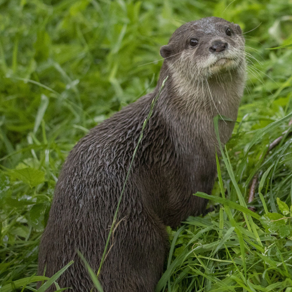 Adopt a Asian small clawed otter at Edinburgh Zoo and support the Royal Zoological Society of Scotland – your wildlife conservation charity. Choose an adoption package and help save the animals you love.