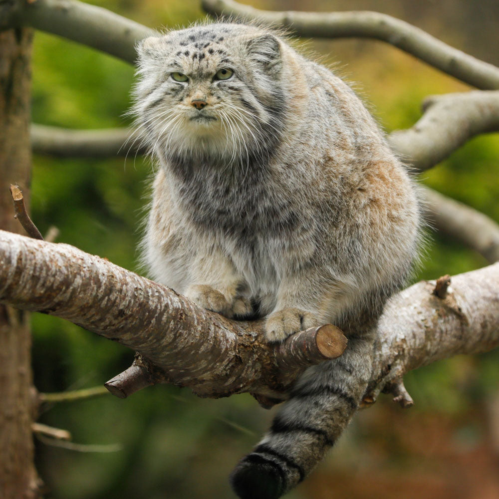 Adopt a Pallas's cat at Edinburgh Zoo and support the Royal Zoological Society of Scotland – your wildlife conservation charity. Choose an adoption package and help save the animals you love.