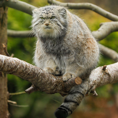 Adopt a Pallas's cat at Edinburgh Zoo and support the Royal Zoological Society of Scotland – your wildlife conservation charity. Choose an adoption package and help save the animals you love.
