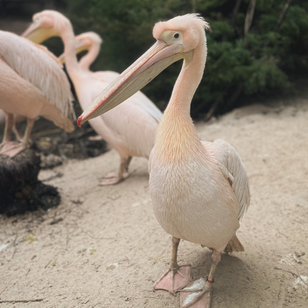 Adopt a eastern white pelican at Edinburgh Zoo and support the Royal Zoological Society of Scotland – your wildlife conservation charity. Choose an adoption package and help save the animals you love.