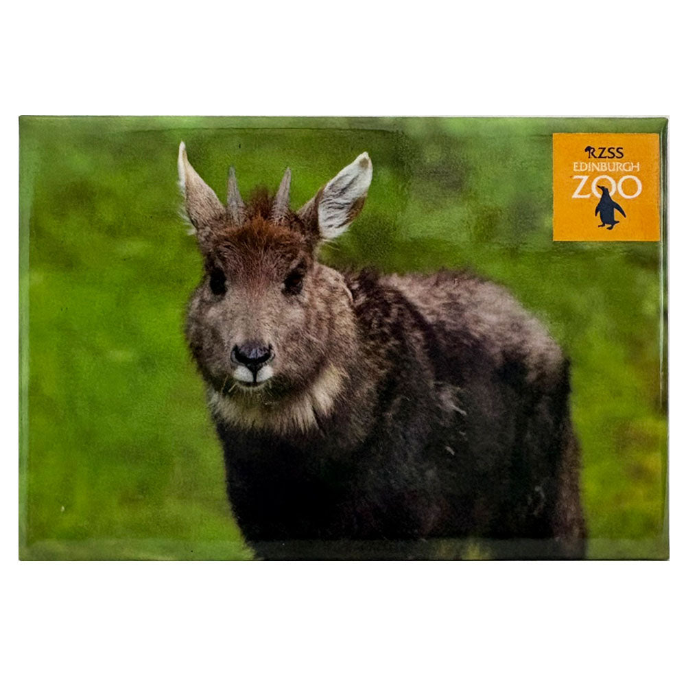 Edinburgh Zoo Chinese goral photo magnet