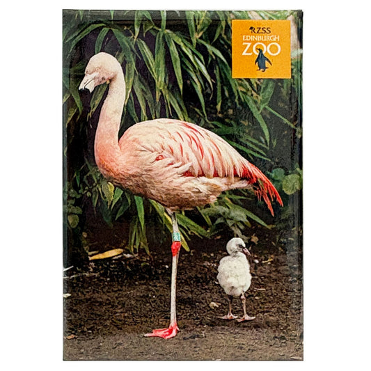 Edinburgh Zoo flamingo and chick photo magnet
