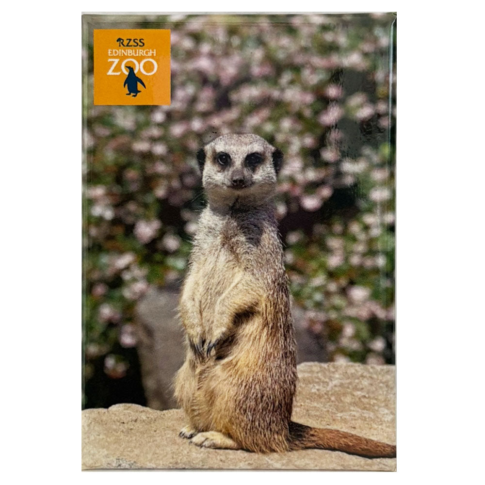 Edinburgh Zoo meerkat photo magnet