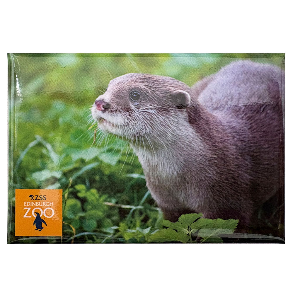 Edinburgh Zoo Asian otter photo magnet