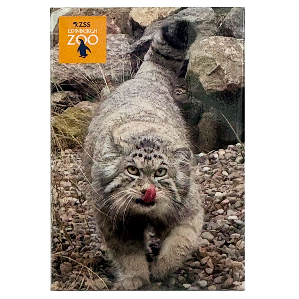 Edinburgh Zoo Pallas's cat photo magnet