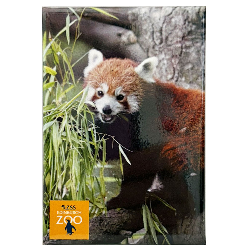 Edinburgh Zoo red panda photo magnet