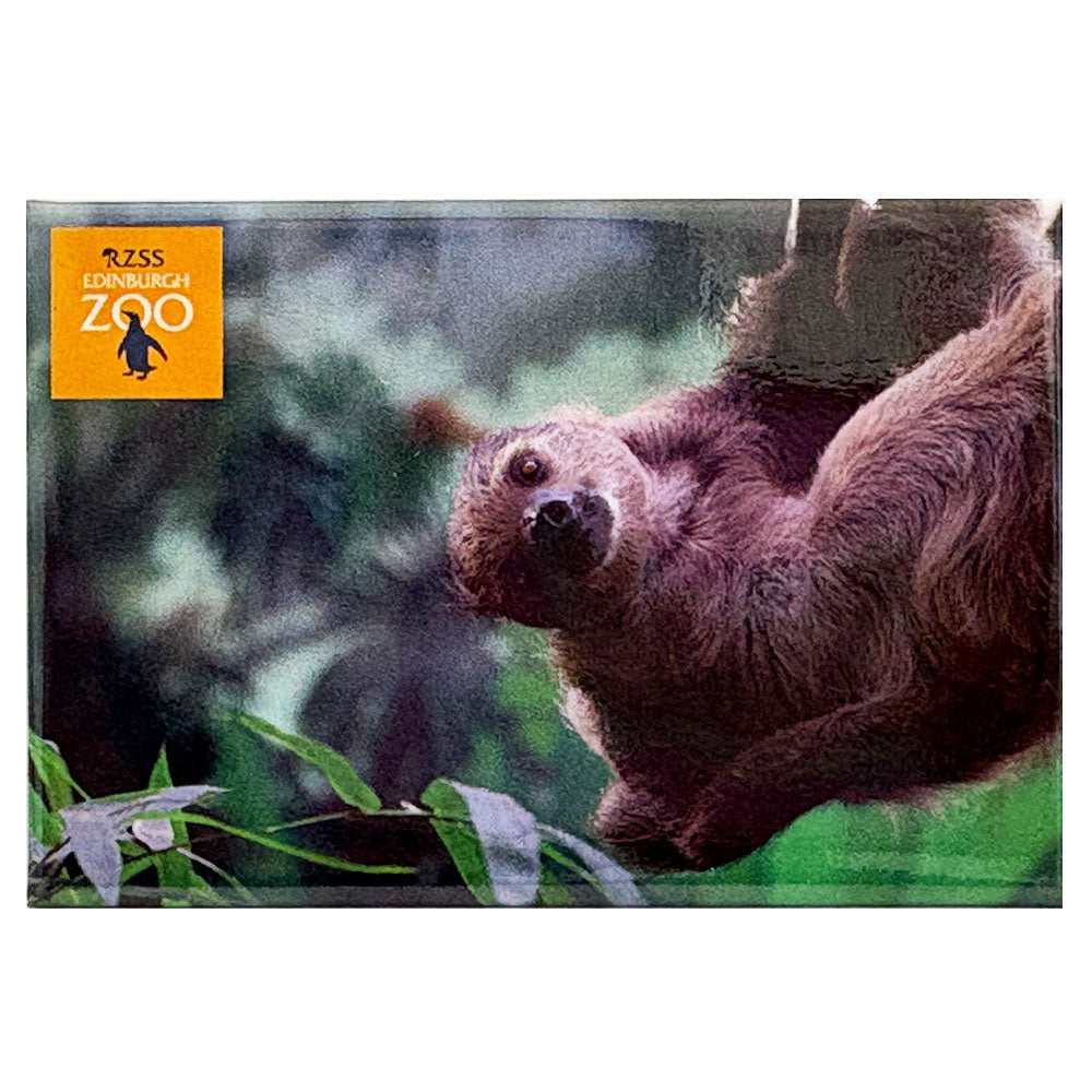 Edinburgh Zoo two toed sloth photo magnet