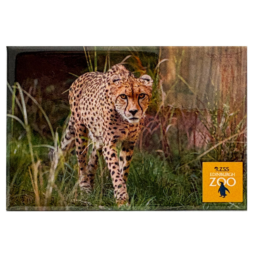 Edinburgh Zoo walking cheetah photo magnet
