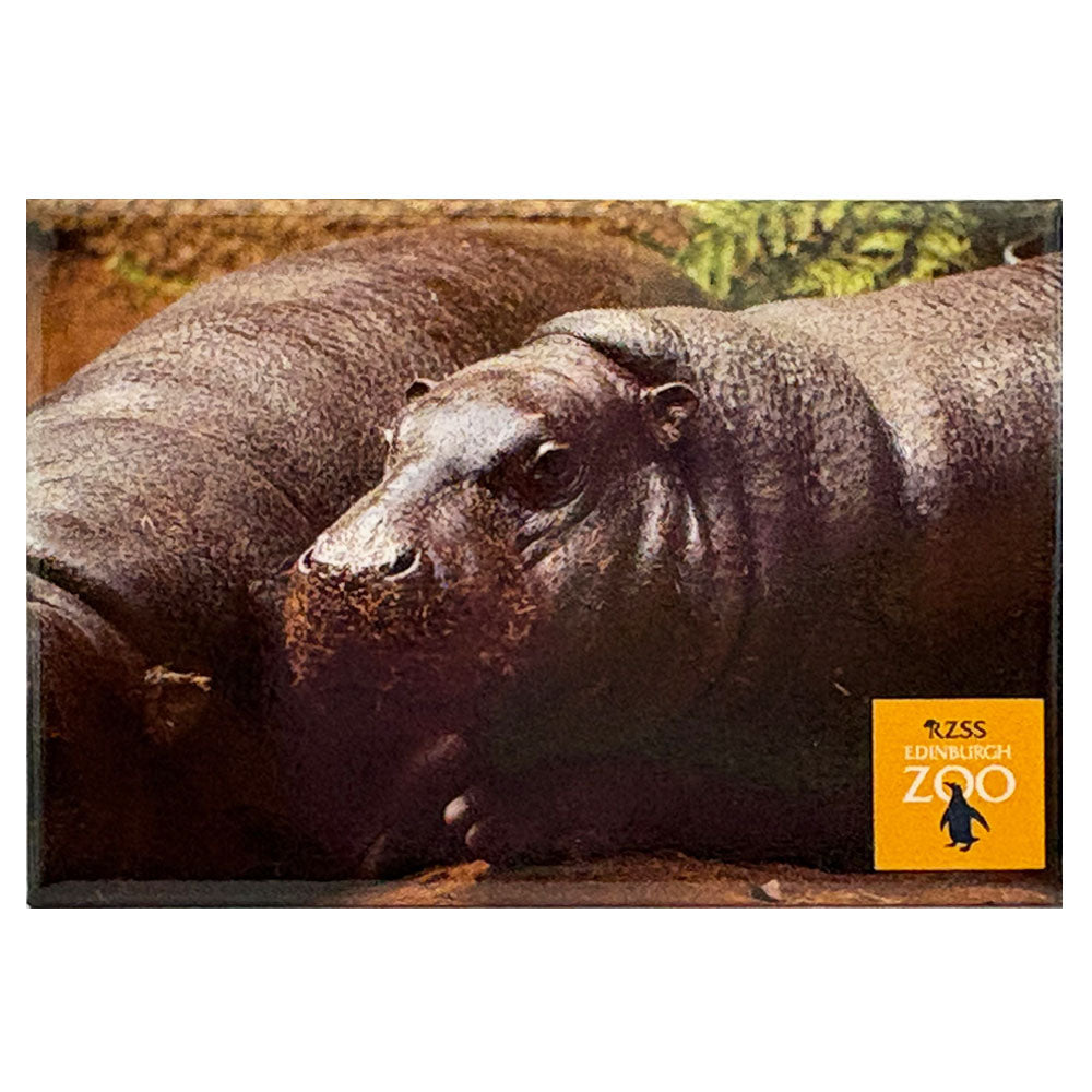 Edinburgh Zoo pygmy hippo photo magnet