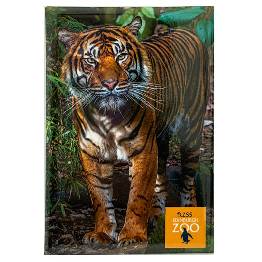 Edinburgh Zoo Sumatran tiger photo magnet