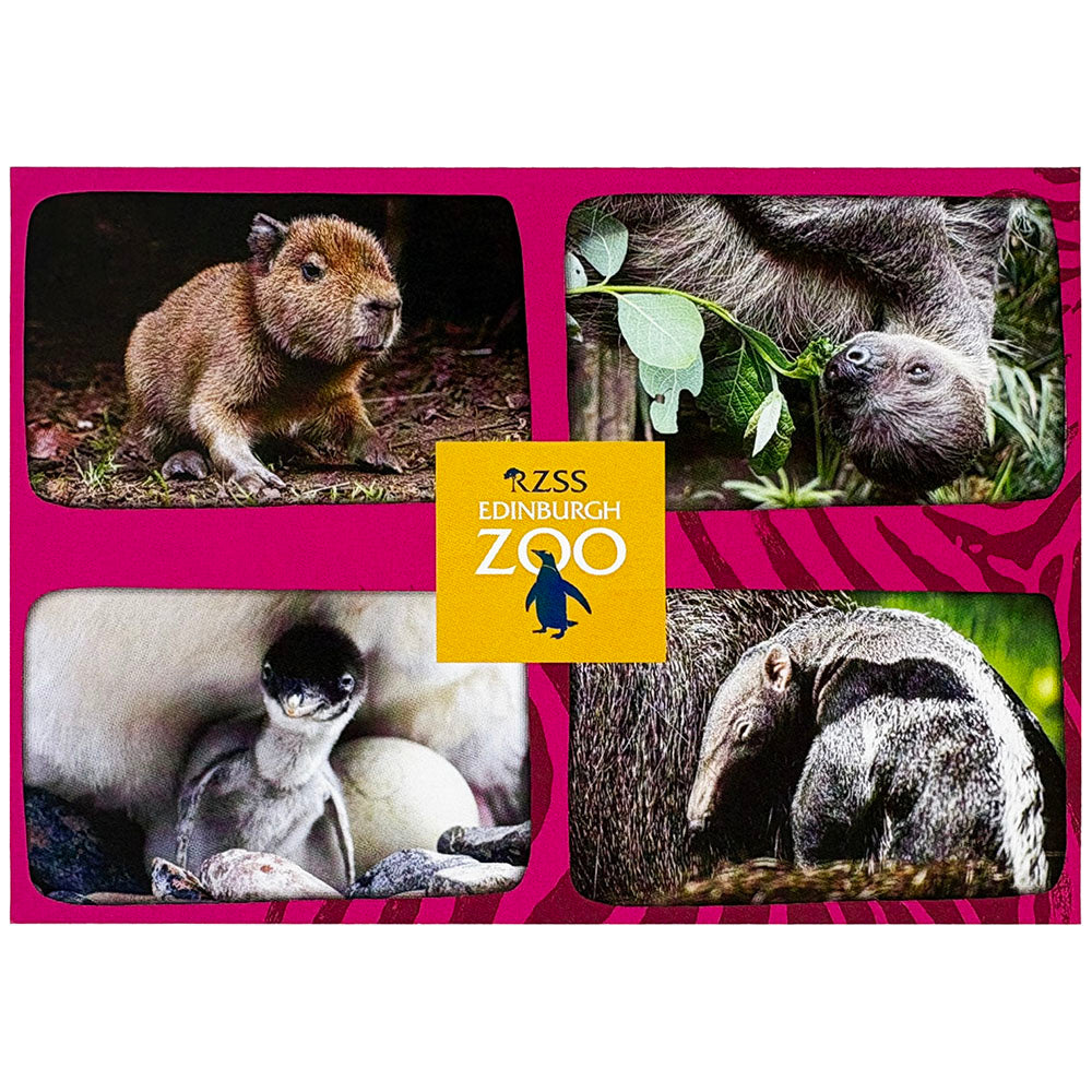 Edinburgh Zoo pink baby animal postcard