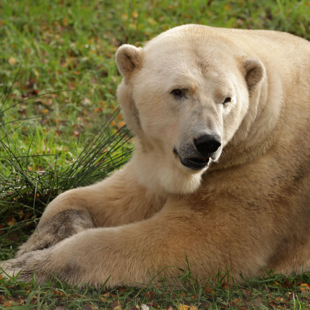 Adopt a polar bear at Highland Wildlife Park and support the Royal Zoological Society of Scotland – your wildlife conservation charity. Choose an adoption package and help save the animals you love.