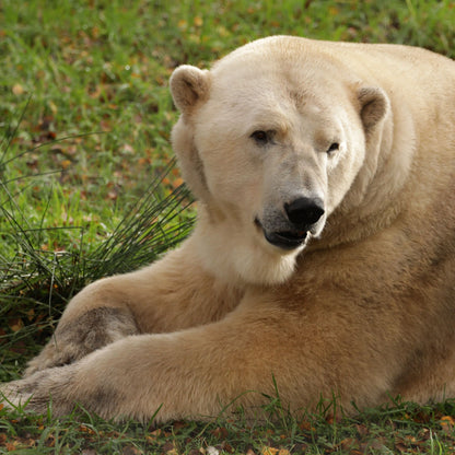 Adopt a polar bear at Highland Wildlife Park and support the Royal Zoological Society of Scotland – your wildlife conservation charity. Choose an adoption package and help save the animals you love.