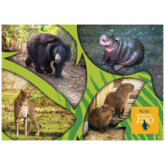 Edinburgh Zoo Postcard Bundle