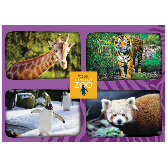 Get your paws on our Edinburgh Zoo zoovenir postcards.&nbsp;

Pack of 3 A6 postcards highlighting a few of our animals and our famous Mansion House.

Postcard 1 - Edinburgh Zoo Mansion House
Postcard 2 - Capybara, Pygmy Hippo, Sloth Bear &amp; Cheetah
Postcard 3 - Nubian Giraffe, Sumatran Tiger, Red Panda &amp; Gentoo Penguin