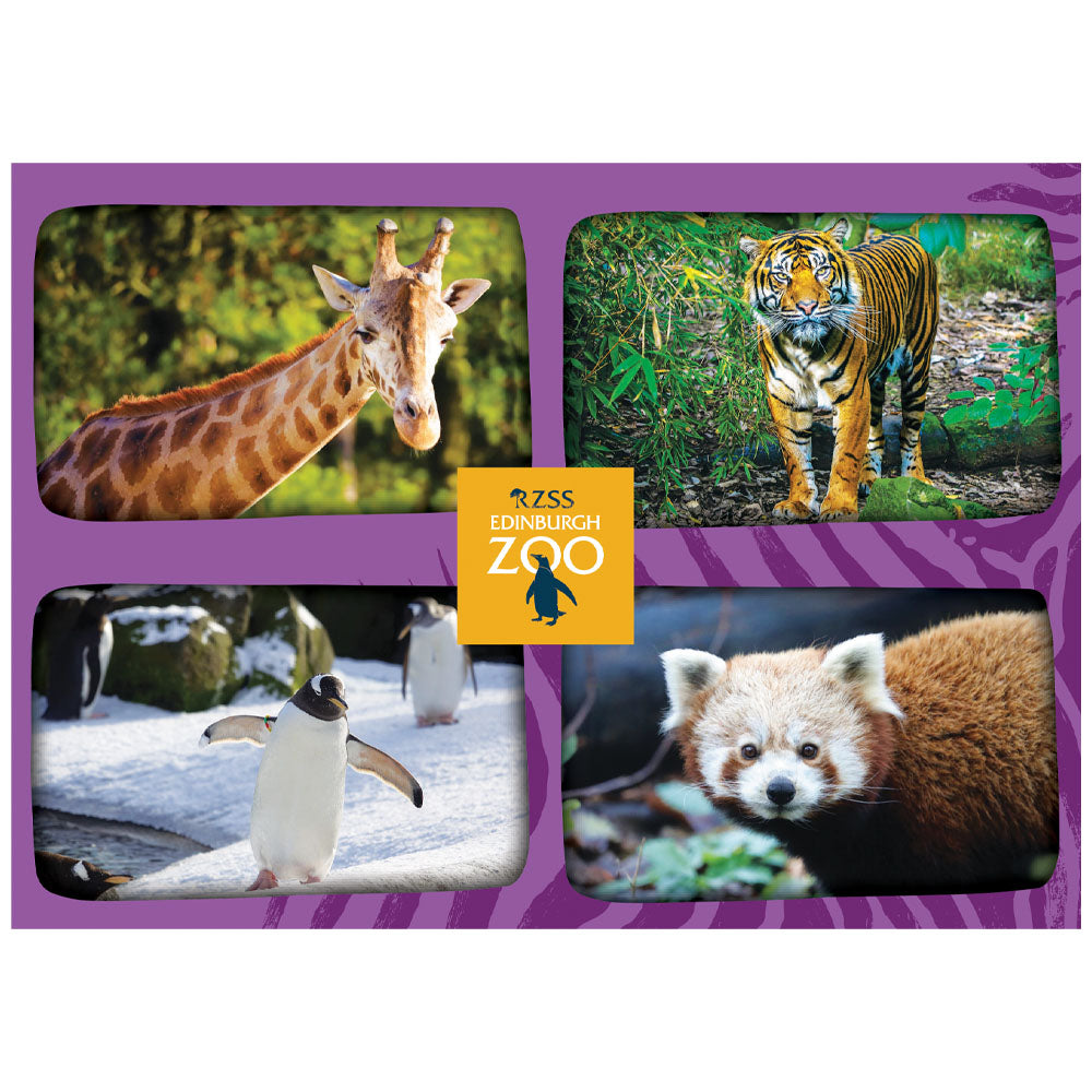 Edinburgh Zoo purple multi animal postcard