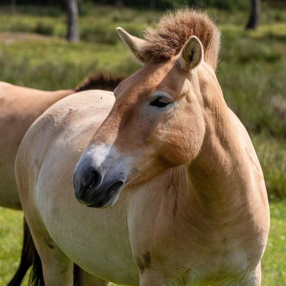 Adopt a Przewalski's wild horse at Highland Wildlife Park and support the Royal Zoological Society of Scotland – your wildlife conservation charity. Choose an adoption package and help save the animals you love.