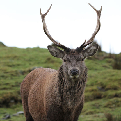 Adopt a red deer at Highland Wildlife Park and support the Royal Zoological Society of Scotland – your wildlife conservation charity. Choose an adoption package and help save the animals you love.