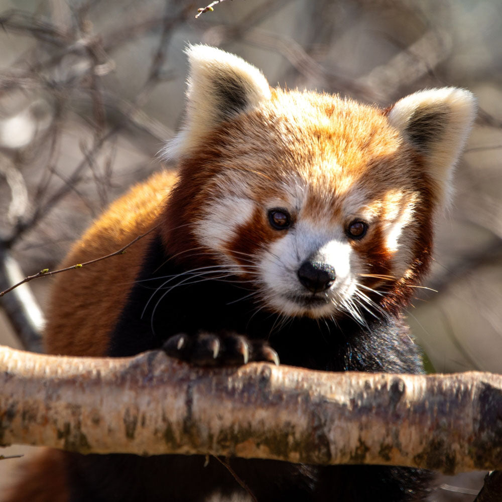 Adopt a red panda at Edinburgh Zoo or Highland Wildlife Park and support the Royal Zoological Society of Scotland – your wildlife conservation charity. Choose an adoption package and help save the animals you love.