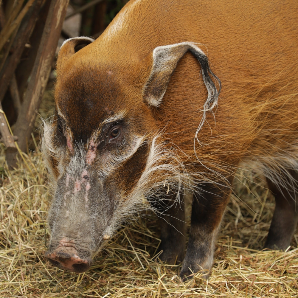 Adopt a red river hog at Edinburgh Zoo and support the Royal Zoological Society of Scotland – your wildlife conservation charity. Choose an adoption package and help save the animals you love.