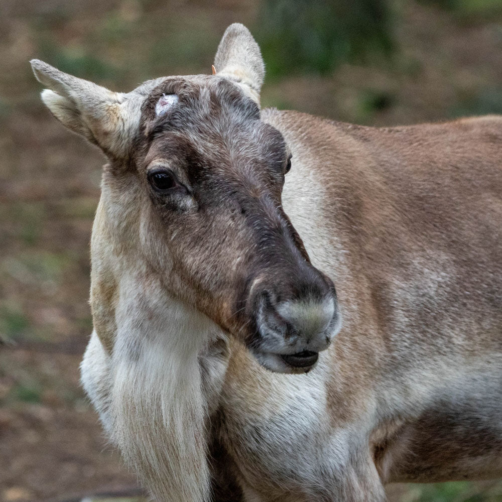 Adopt a European forest reindeer at Highland Wildlife Park and support the Royal Zoological Society of Scotland – your wildlife conservation charity. Choose an adoption package and help save the animals you love.