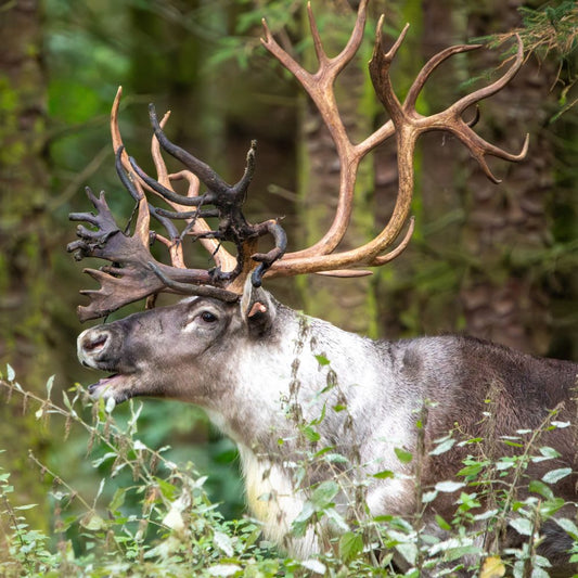 Adopt a European forest reindeer at Highland Wildlife Park and support the Royal Zoological Society of Scotland – your wildlife conservation charity. Choose an adoption package and help save the animals you love.