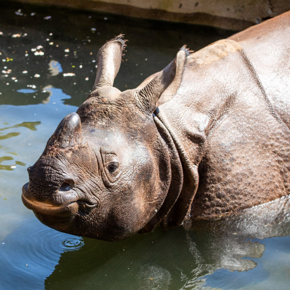 Adopt a greater one horned rhino at Edinburgh Zoo and support the Royal Zoological Society of Scotland – your wildlife conservation charity. Choose an adoption package and help save the animals you love.
