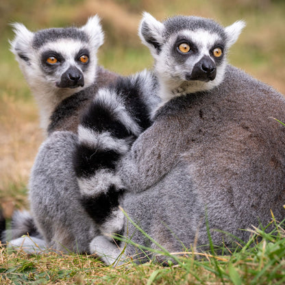 Adopt a ring tailed lemur at Edinburgh Zoo and support the Royal Zoological Society of Scotland – your wildlife conservation charity. Choose an adoption package and help save the animals you love.