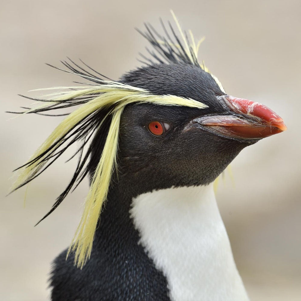 Adopt a rockhopper penguin at Edinburgh Zoo and support the Royal Zoological Society of Scotland – your wildlife conservation charity. Choose an adoption package and help save the animals you love.