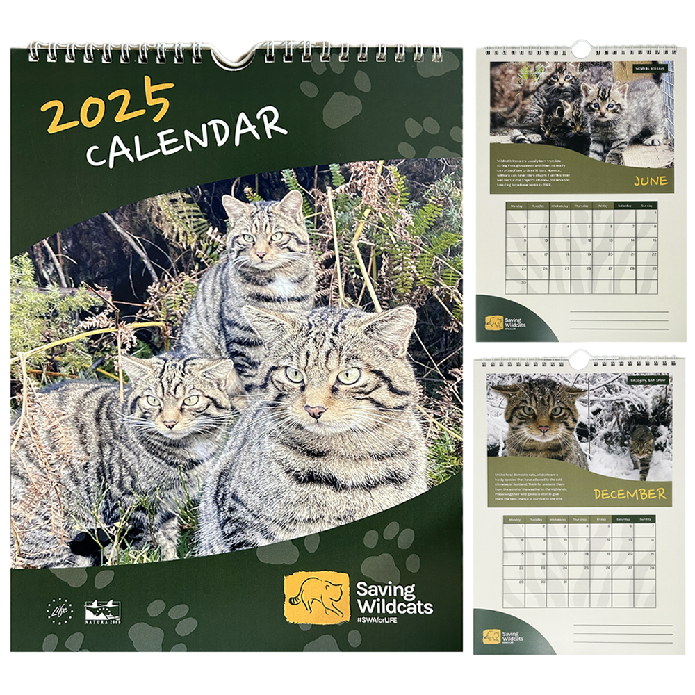 Saving Wildcats Calendar 2025 Royal Zoological Society of Scotland