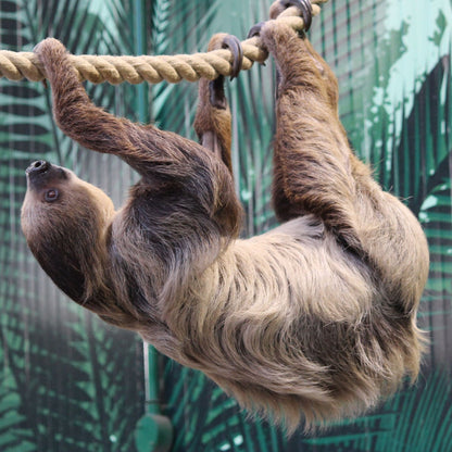 Adopt a Linne's two toed sloth at Edinburgh Zoo and support the Royal Zoological Society of Scotland – your wildlife conservation charity. Choose an adoption package and help save the animals you love.
