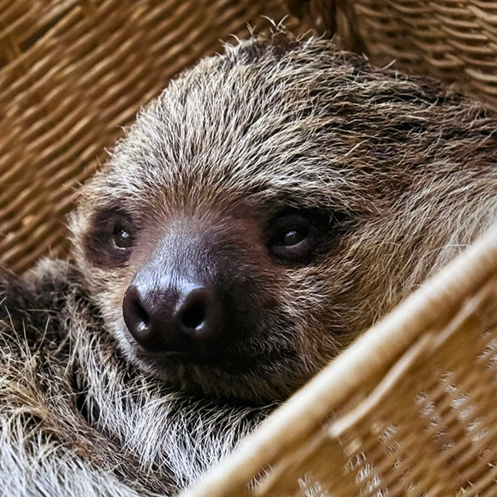 Sloth photo print by Peter Beattie - 10 x 8