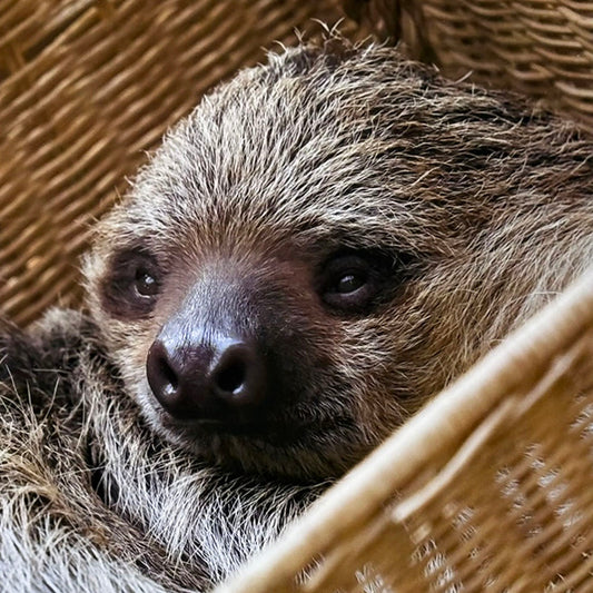 Sloth photo print by Peter Beattie - 10 x 8