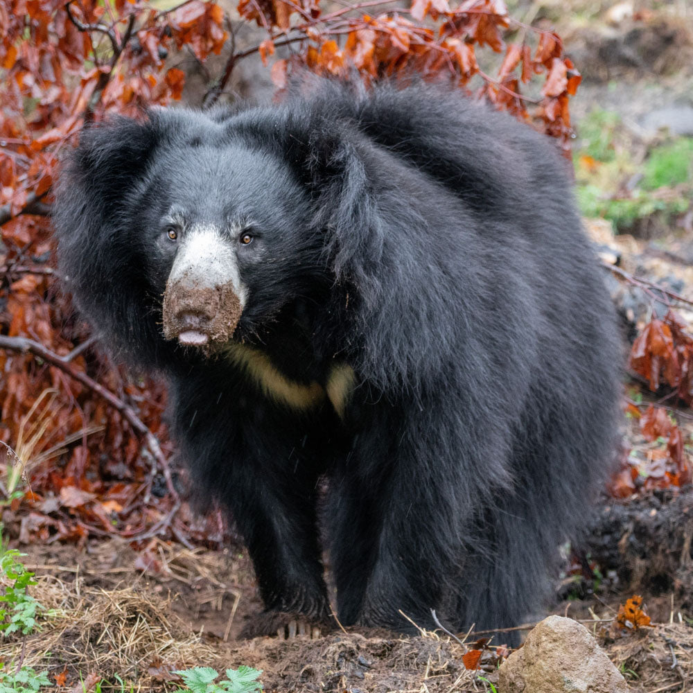 Adopt a sloth bear at Edinburgh Zoo and support the Royal Zoological Society of Scotland – your wildlife conservation charity. Choose an adoption package and help save the animals you love.
